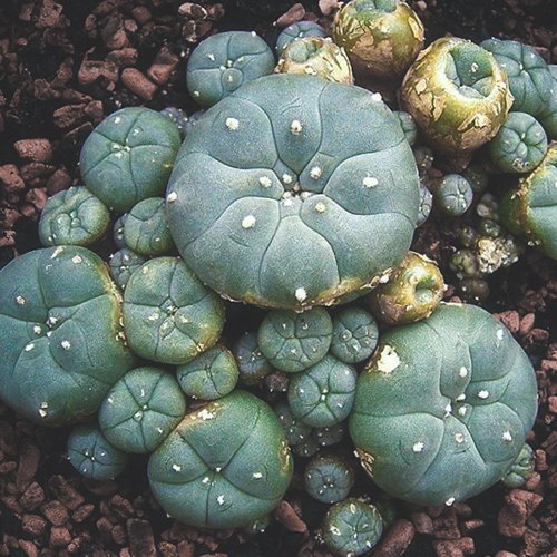 Buy Mescaline (Peyote) Online Europe